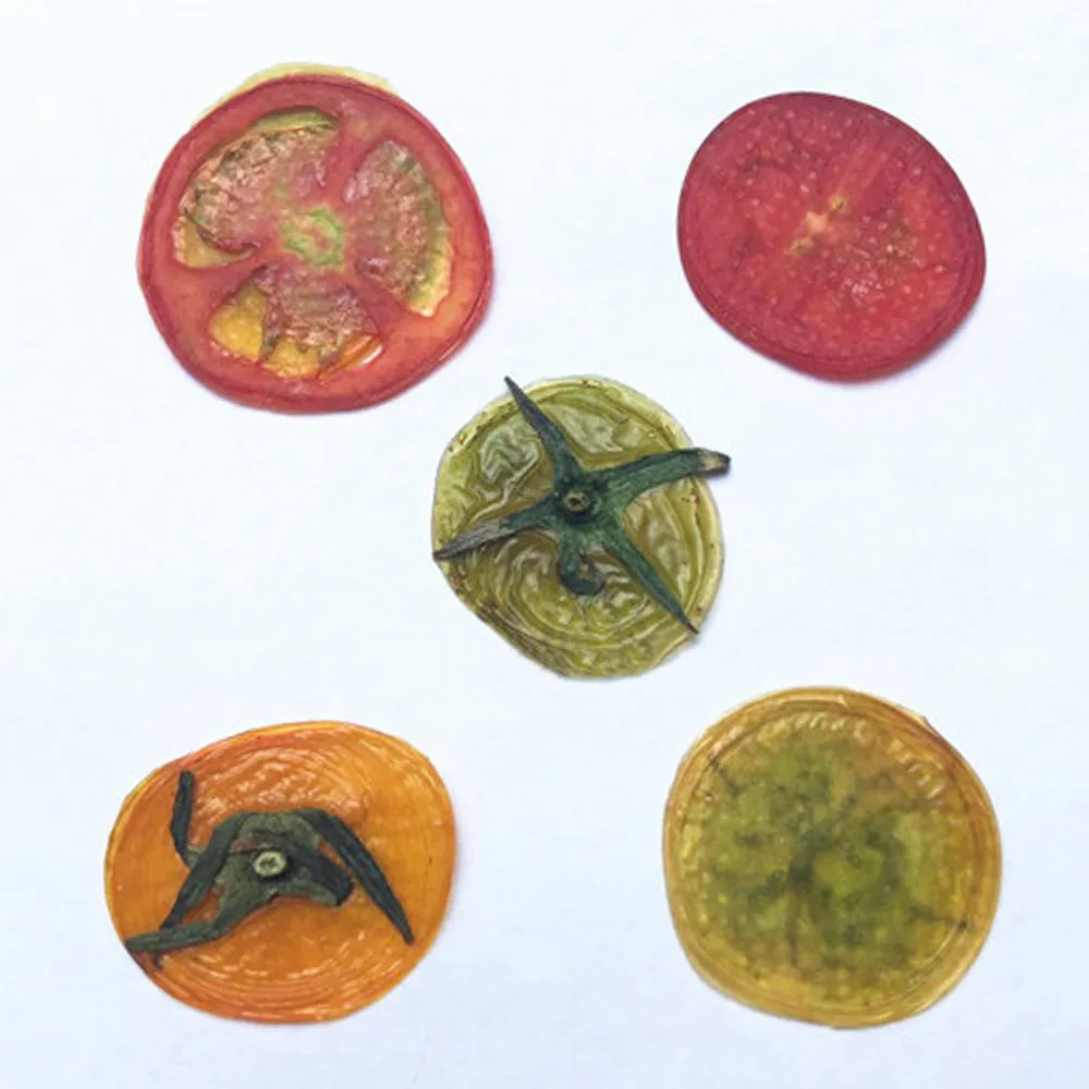Dried vegetables Slices Real Nature specimen diy phone case Jewelry supplies 1pcs 102279