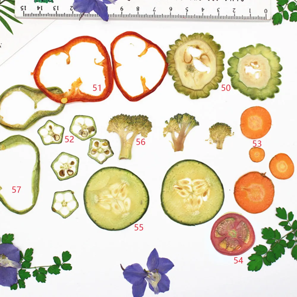 Dried vegetables Slices Real Nature specimen diy phone case Jewelry supplies 1pcs 102279