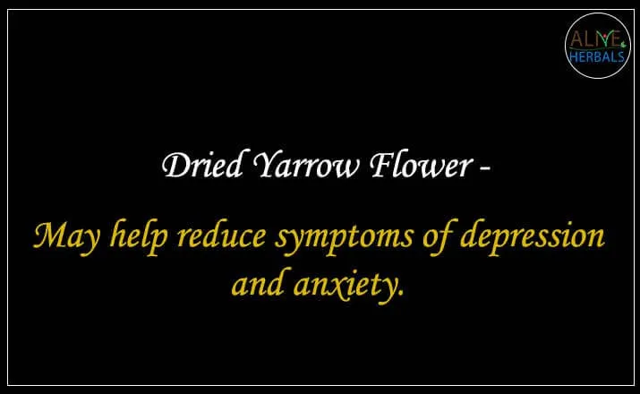 Dried Yarrow Flower