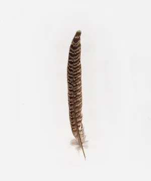 Female Ringneck Hat Feather