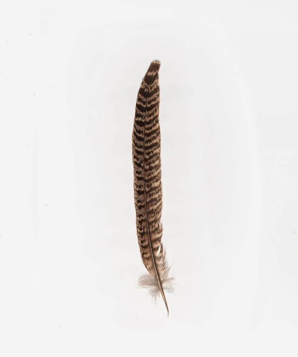 Female Ringneck Hat Feather