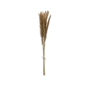 FOUNTAIN GRASS BUNCH, NATURAL DRIED