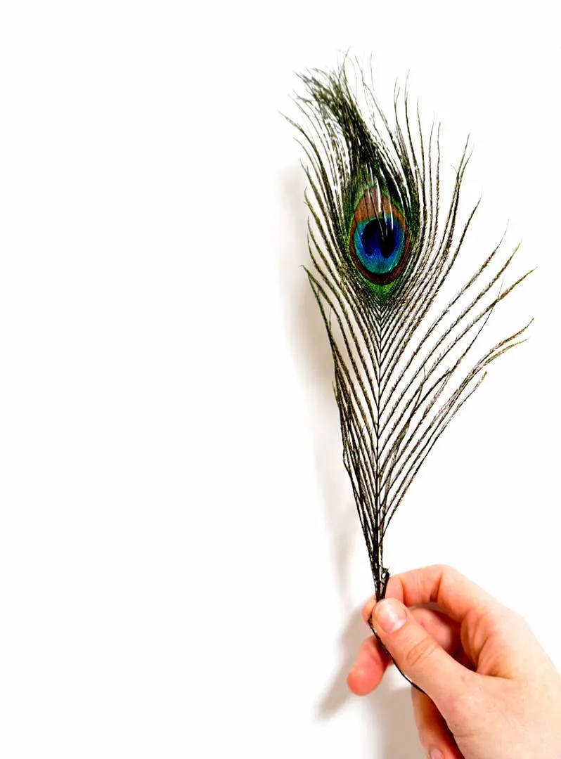 Genuine Premium Peacock Feather, Cruelty-Free