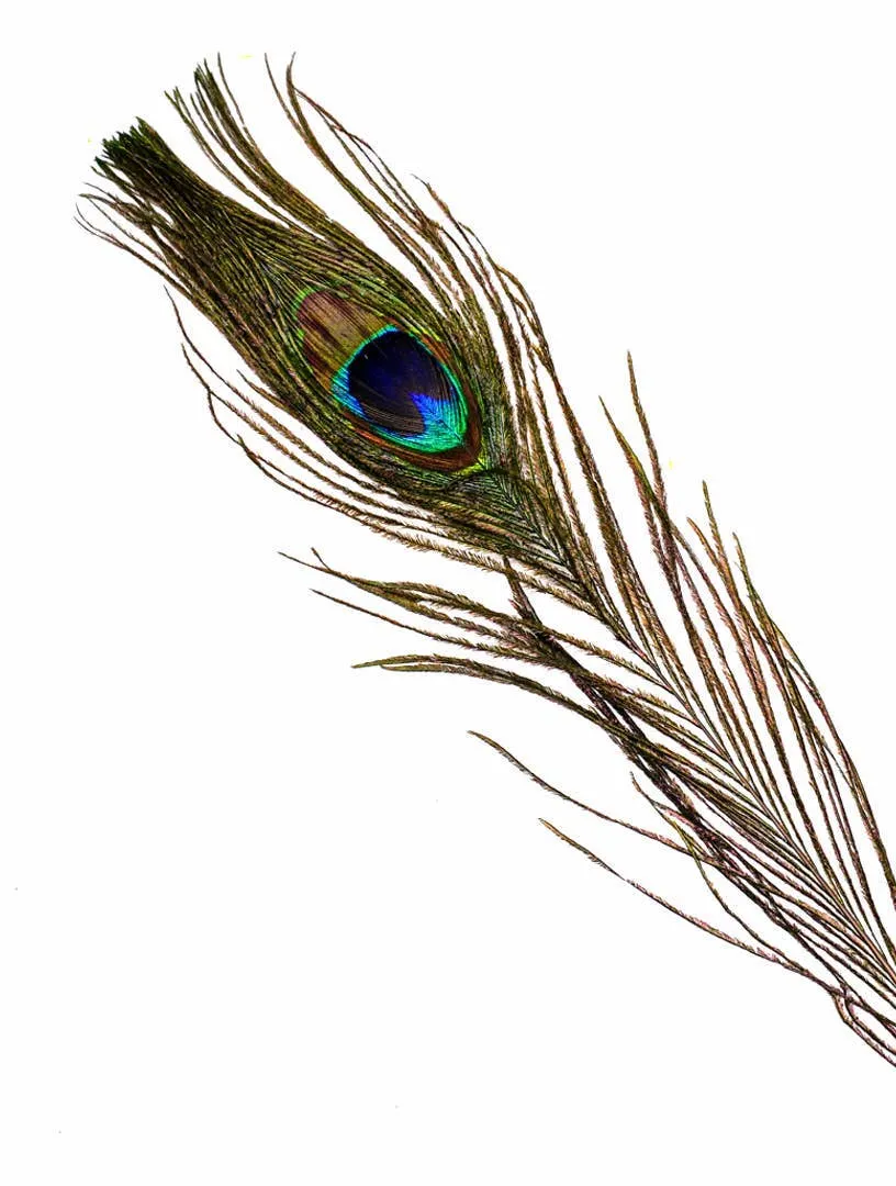 Genuine Premium Peacock Feather, Cruelty-Free