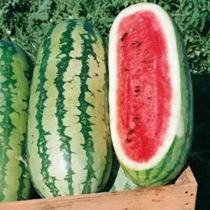 Klondike Blue Ribbon Watermelon Seeds