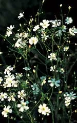 OSC Baby’s Breath Seeds (Natural Form) - Packet