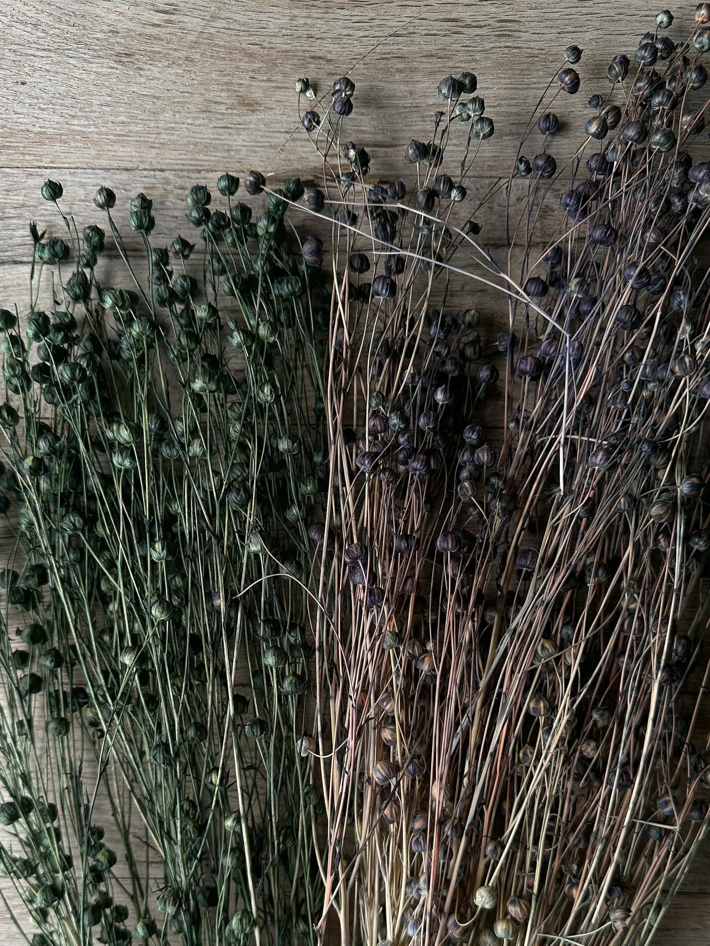 Preserved Flax Stems