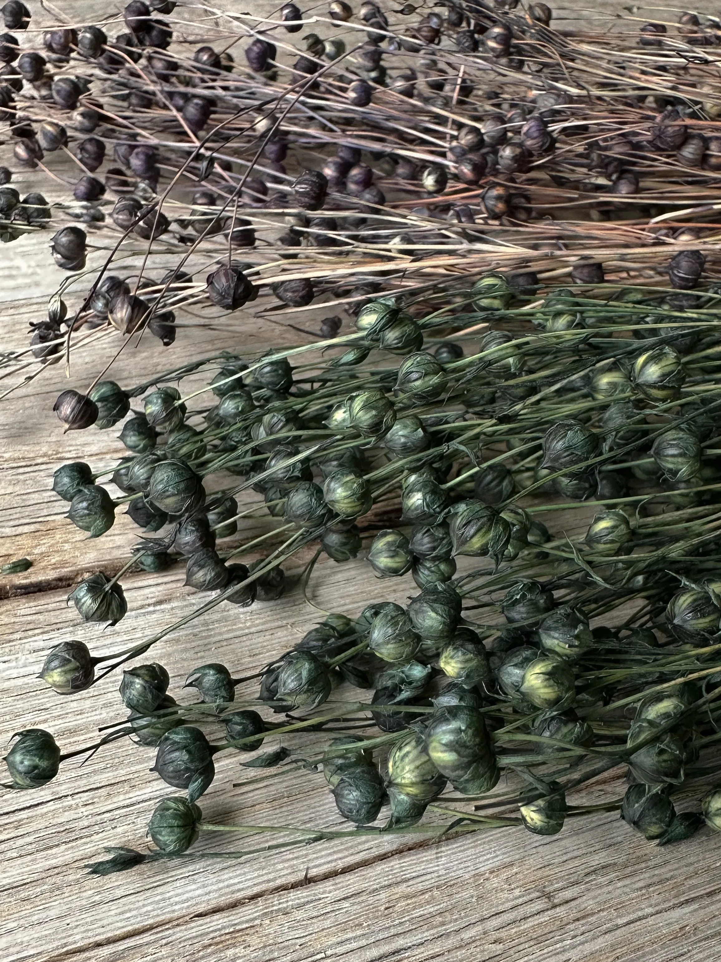 Preserved Flax Stems