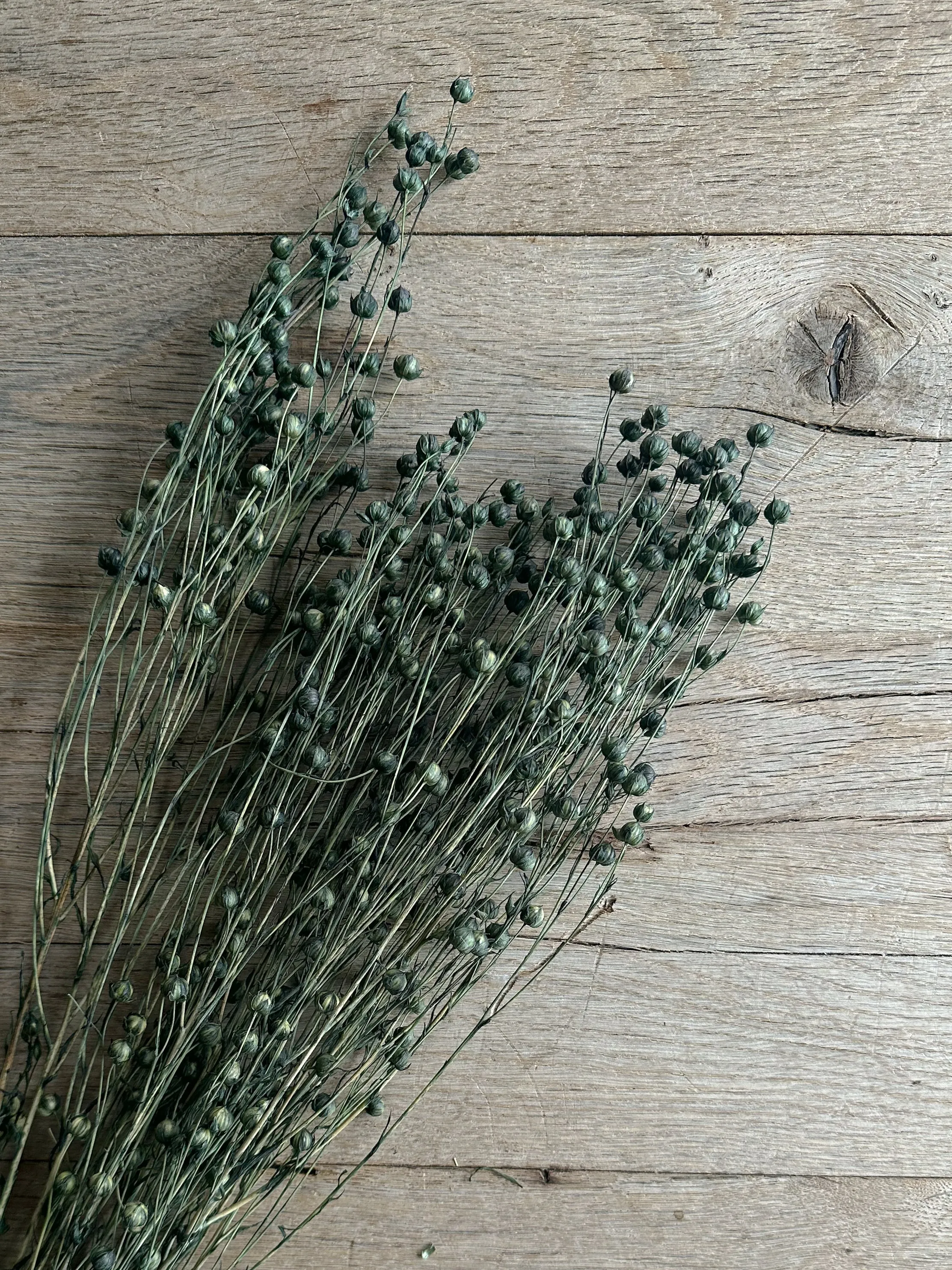 Preserved Flax Stems