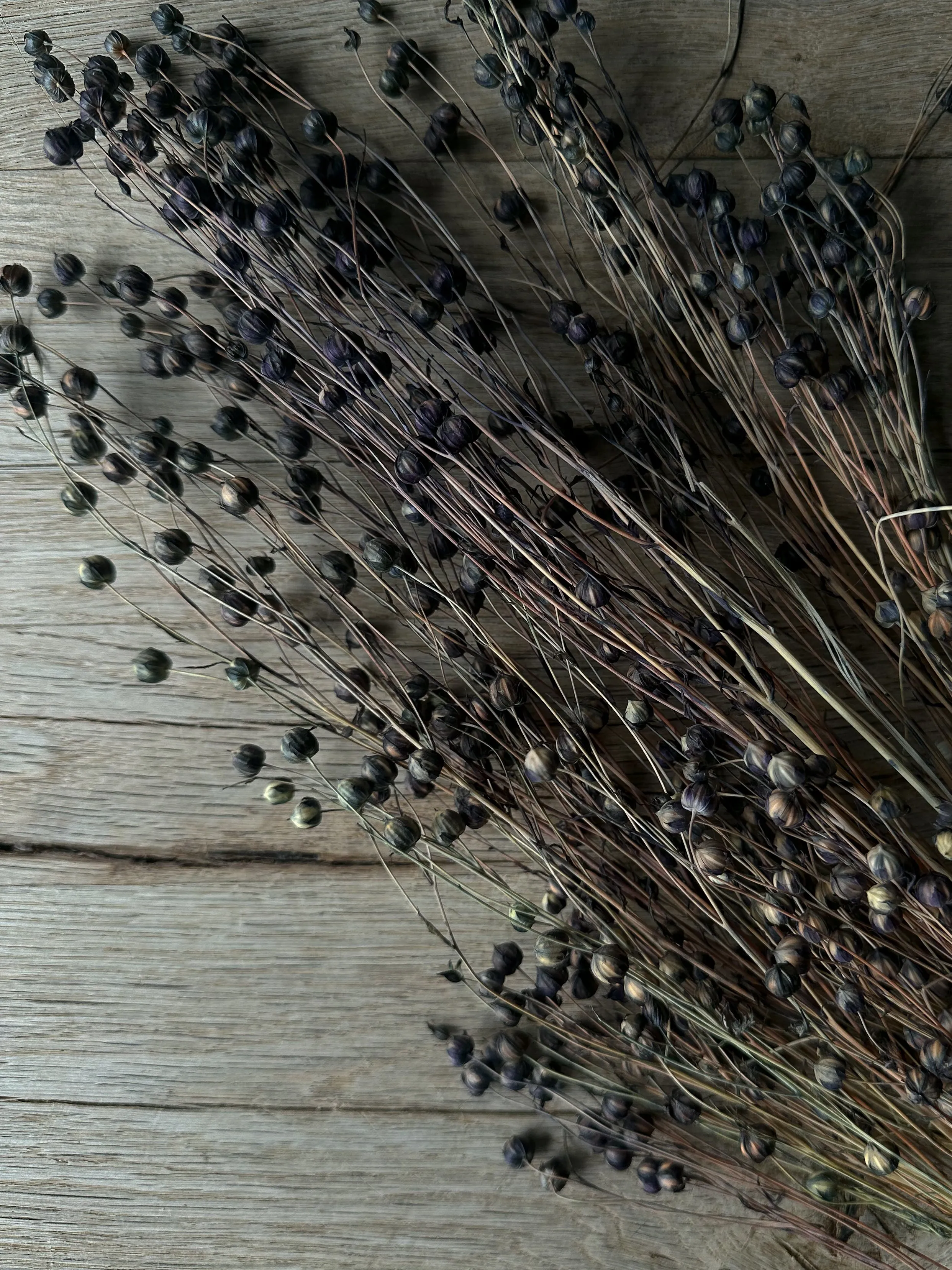 Preserved Flax Stems